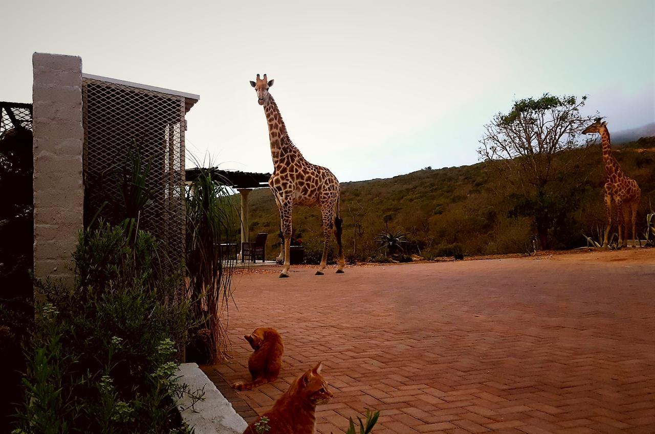 Graceland Eco Retreat Magoebaskloof Εξωτερικό φωτογραφία