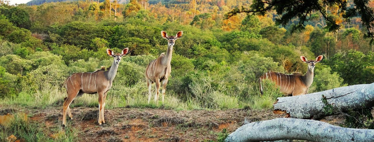 Graceland Eco Retreat Magoebaskloof Εξωτερικό φωτογραφία