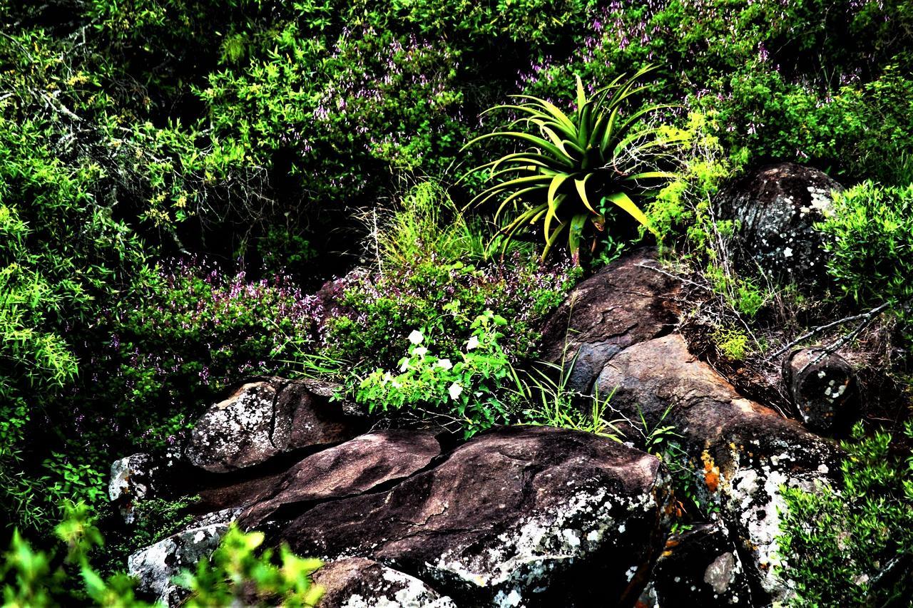 Graceland Eco Retreat Magoebaskloof Εξωτερικό φωτογραφία